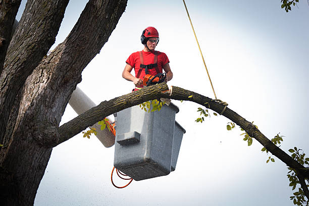 Trusted Humansville, MO Tree Service Experts